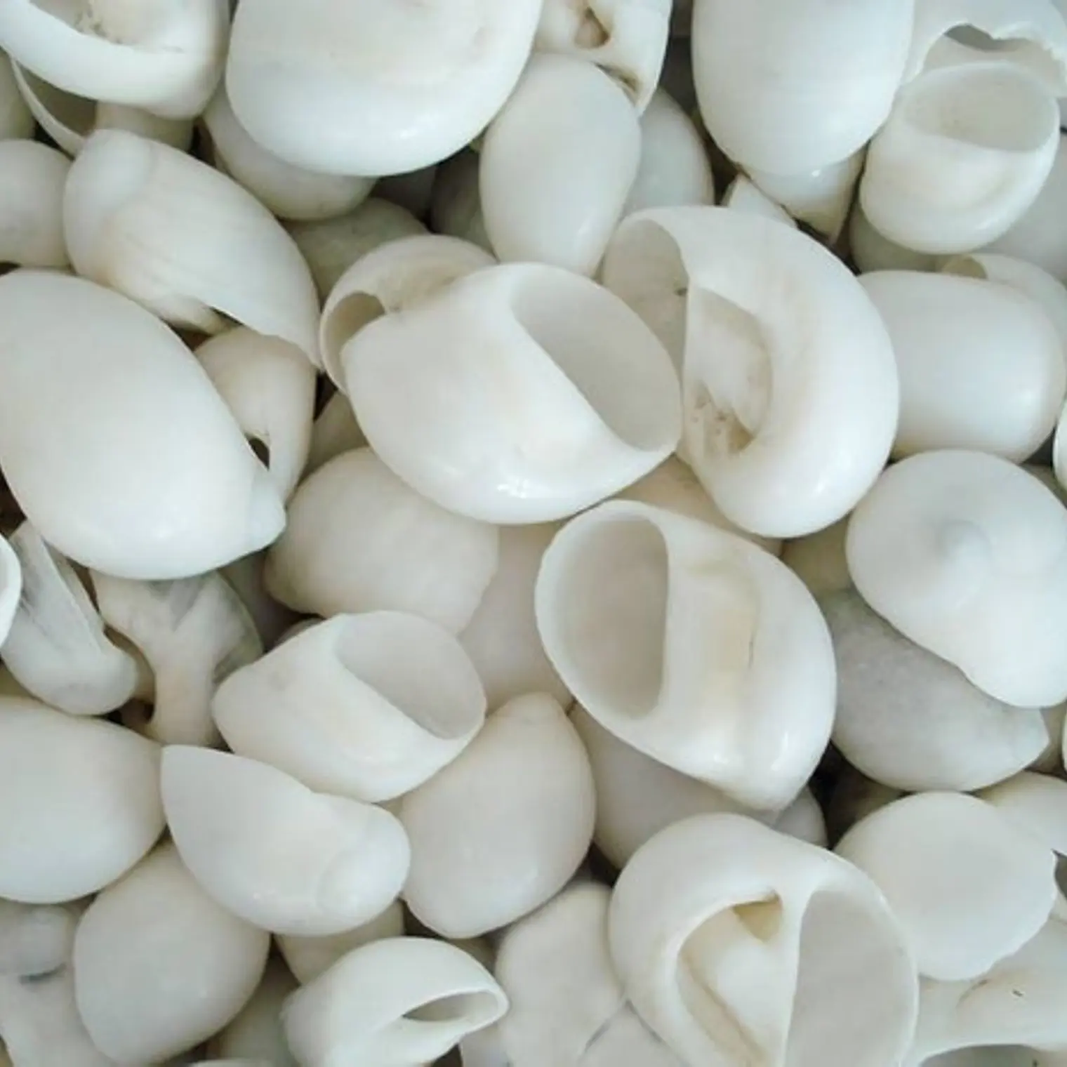 White Shells Variety Of Sizes 1