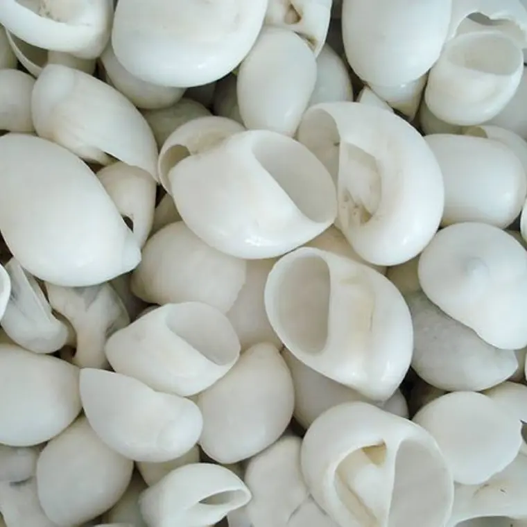 White Shells Variety Of Sizes 1