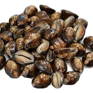 Bolsa 20 Conchitas Pure Cafe con orificio