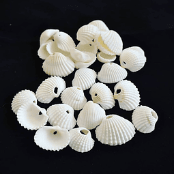 Bag of 75 Shells size between 1.5 and 2cm with hole