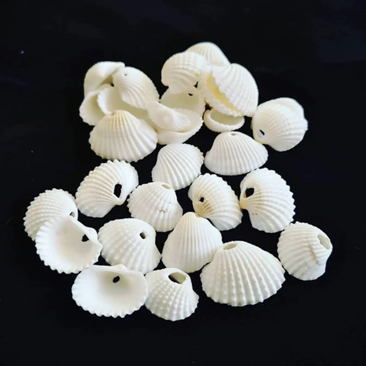 Bag of 75 Shells size between 1.5 and 2cm with hole 1