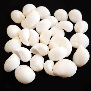 Bag 80 snail shells size between 1.5 and 2cm