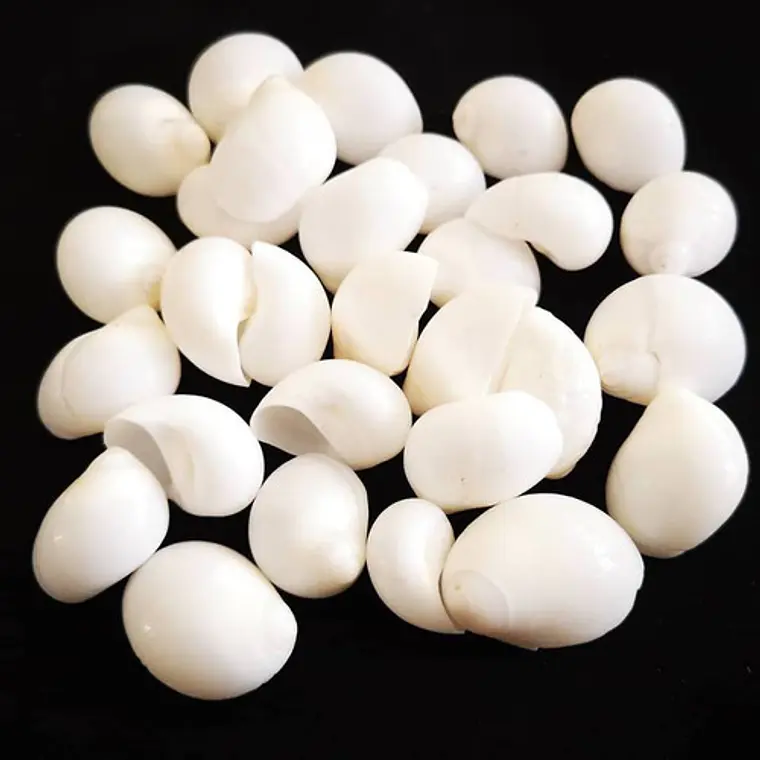 Bolsa 80 Conchitas caracol tamaño entre 1,5 y 2cm  1