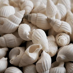 Bag of 100 white shells size between 1 and 1.5cm
