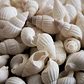 Bolsa 100 Conchitas blancas tamaño entre 1 y 1,5cm  - thumbnail 1