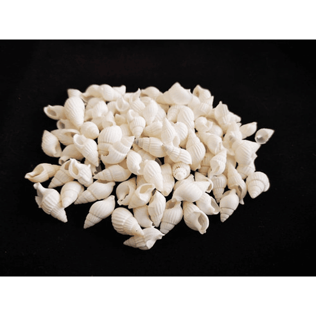 Bolsa 100 Conchitas  blancas tamaño entre 1 y 1,5cm 