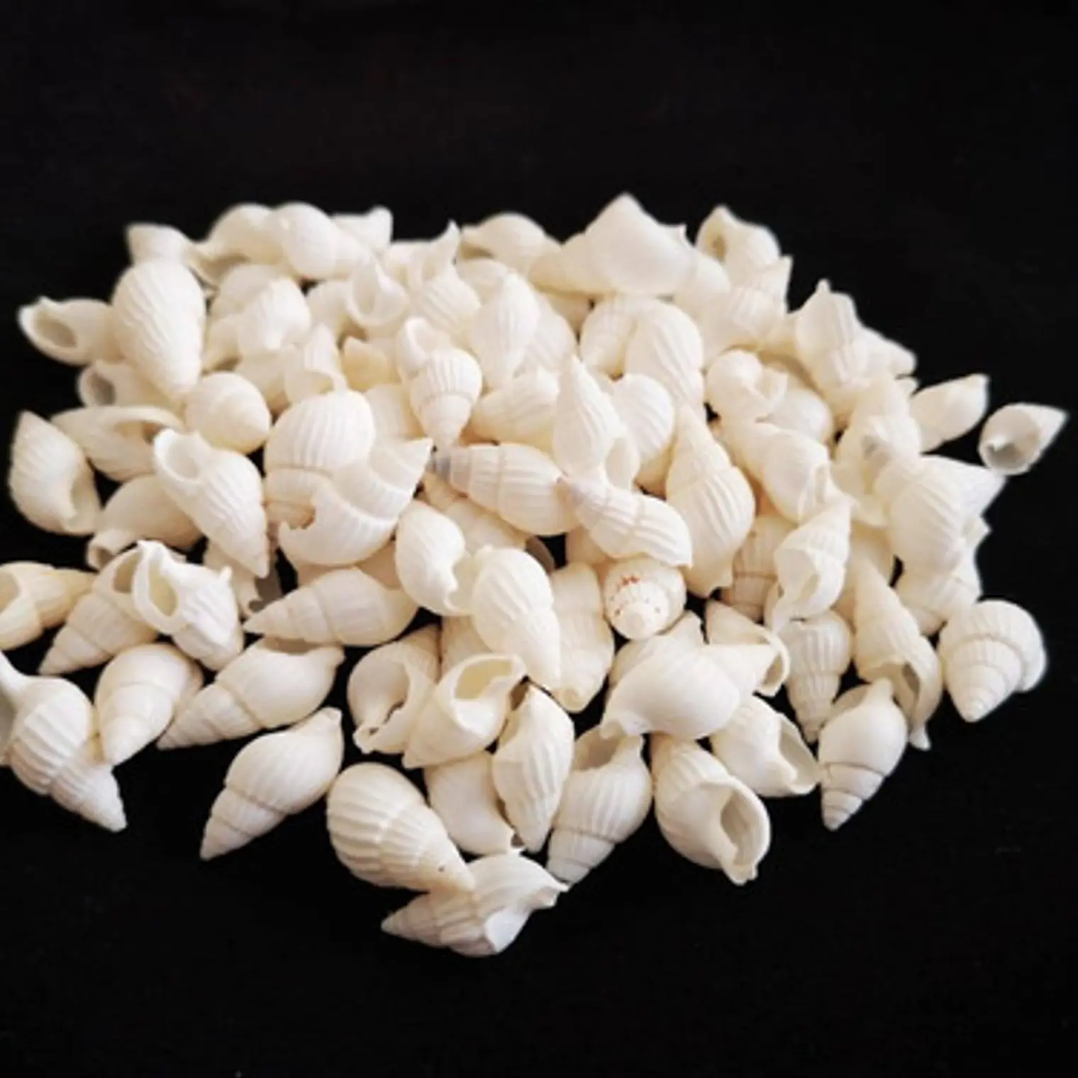 Bolsa 100 Conchitas blancas tamaño entre 1 y 1,5cm  2