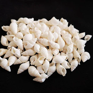 Bolsa 100 Conchitas blancas tamaño entre 1 y 1,5cm 