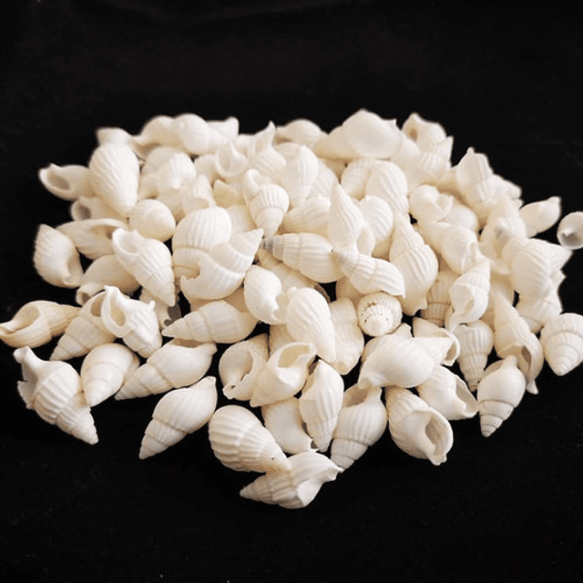 Bolsa 100 Conchitas  blancas tamaño entre 1 y 1,5cm 