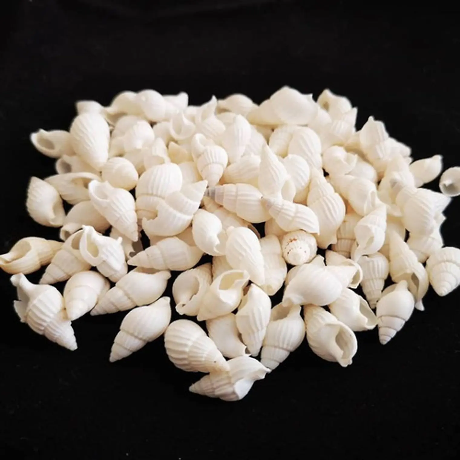 Bolsa 100 Conchitas blancas tamaño entre 1 y 1,5cm  3