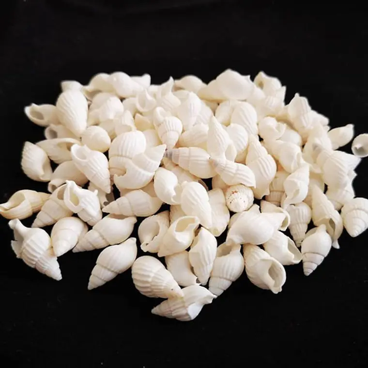 Bolsa 100 Conchitas blancas tamaño entre 1 y 1,5cm  3