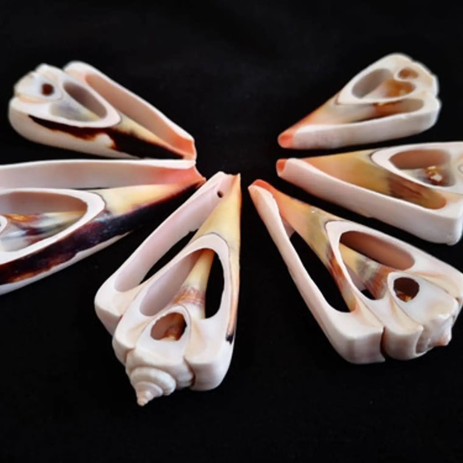 Pack 10 pink / orange shells size 4 and 4.5cm 1