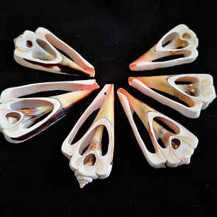 Pack 10 pink / orange shells size 4 and 4.5cm