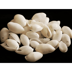 Bag of 60 buble shells size between 2 and 2.5cm