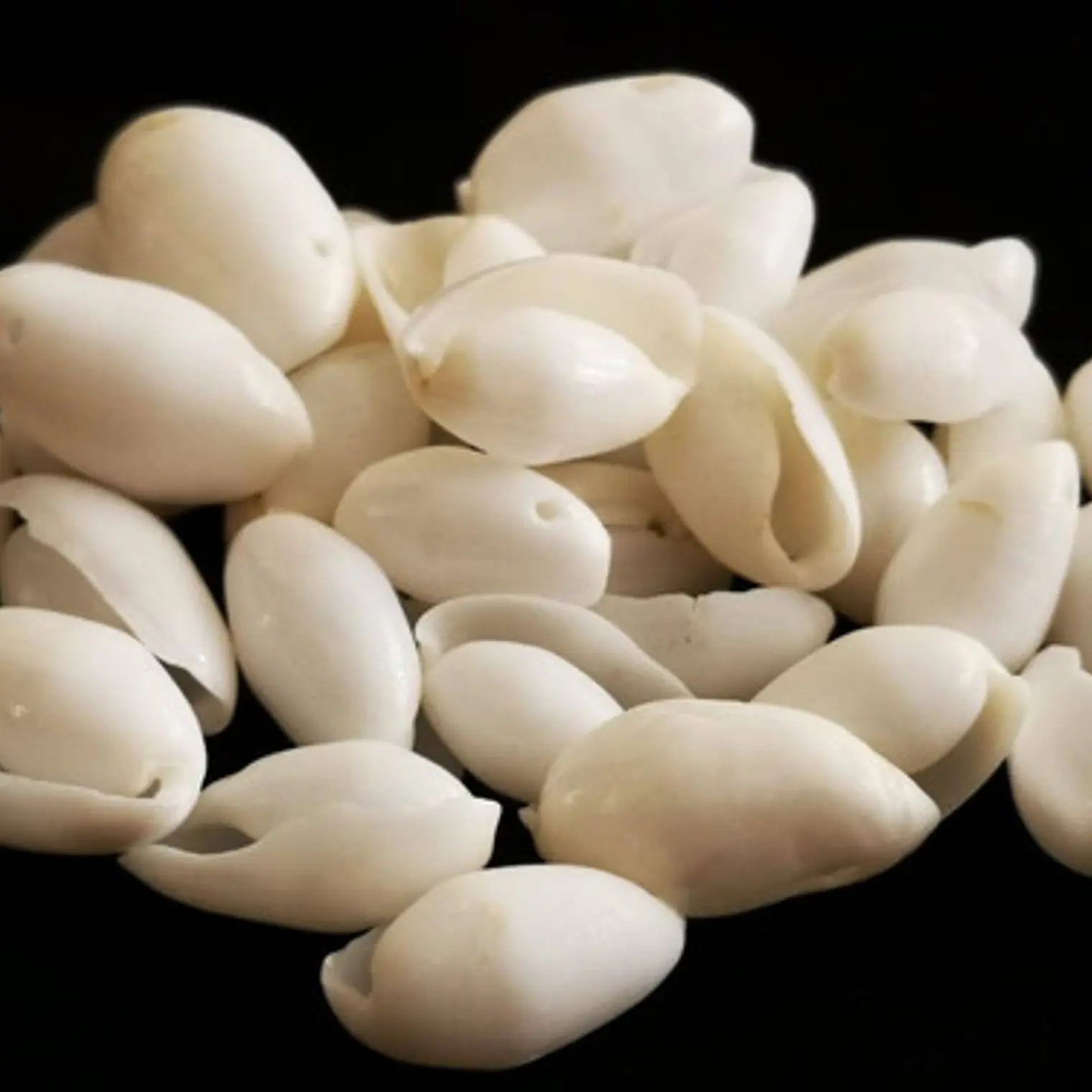 Bag of 60 buble shells size between 2 and 2.5cm 1