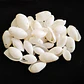 Bag of 60 buble shells size between 2 and 2.5cm - thumbnail 2