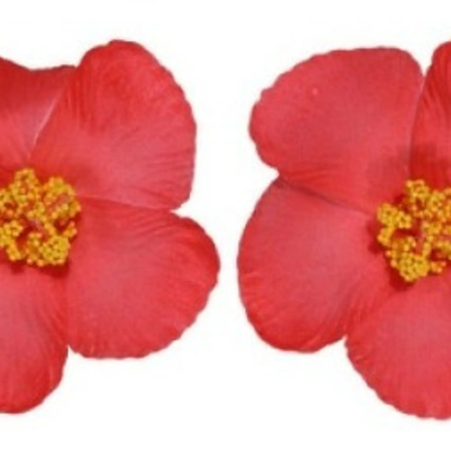 Pack of 5 Red or White Hibiscus Flowers for hair 1