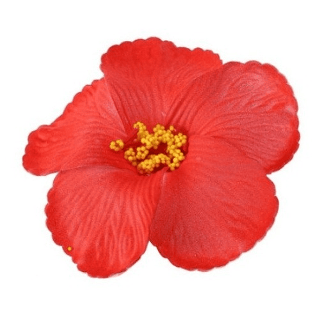 Pack de 5 Flores de Hibisco Rojo o Blanco para el cabello 