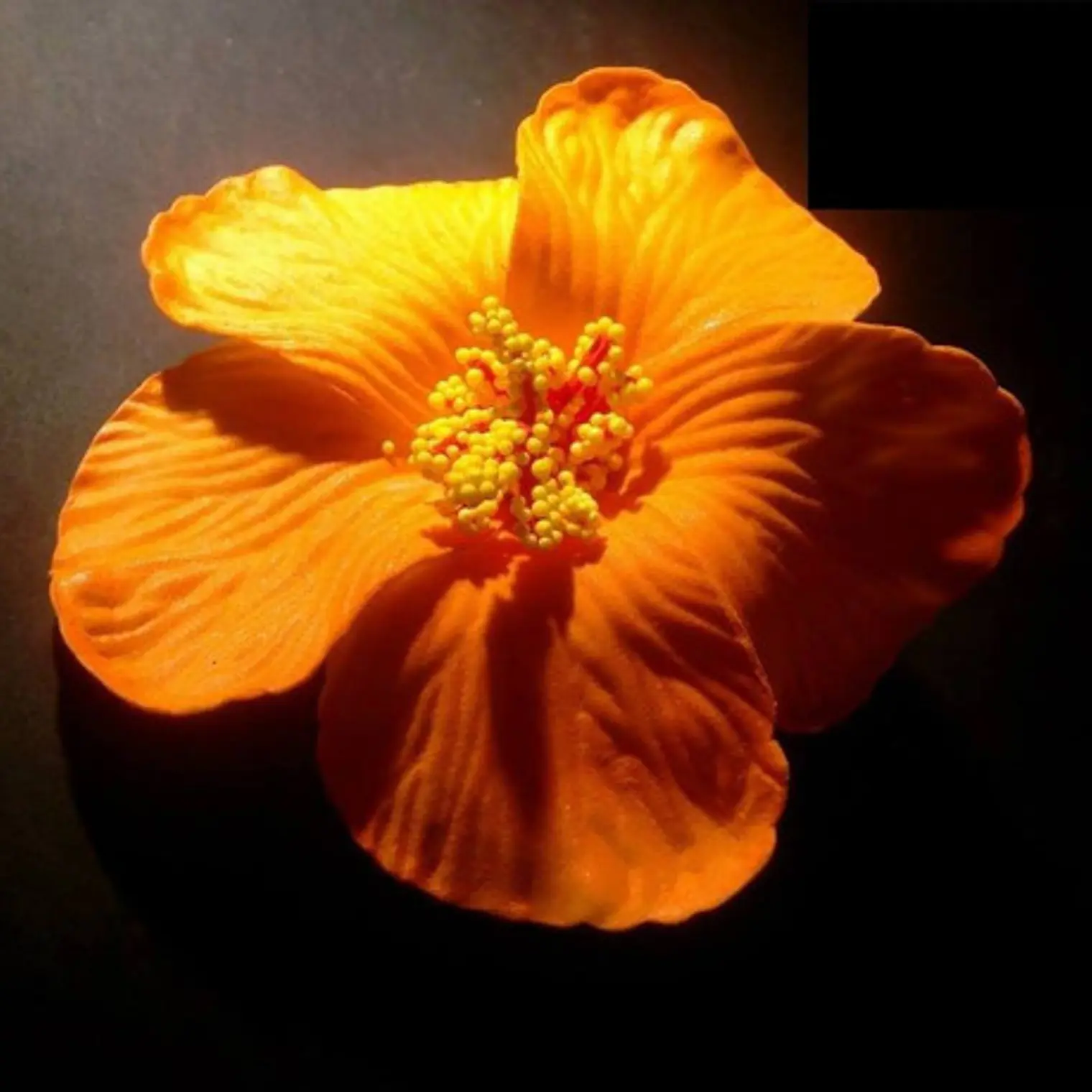 Polynesian Flowers Hibiscus orange tree with clamp 4