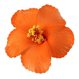 Flores Polinésicas Hibisco naranjo con pinza 