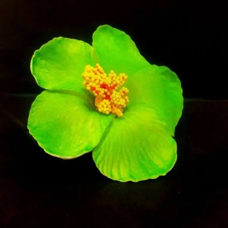 Flor Hibisco Verde Con Pinza para el cabello 4