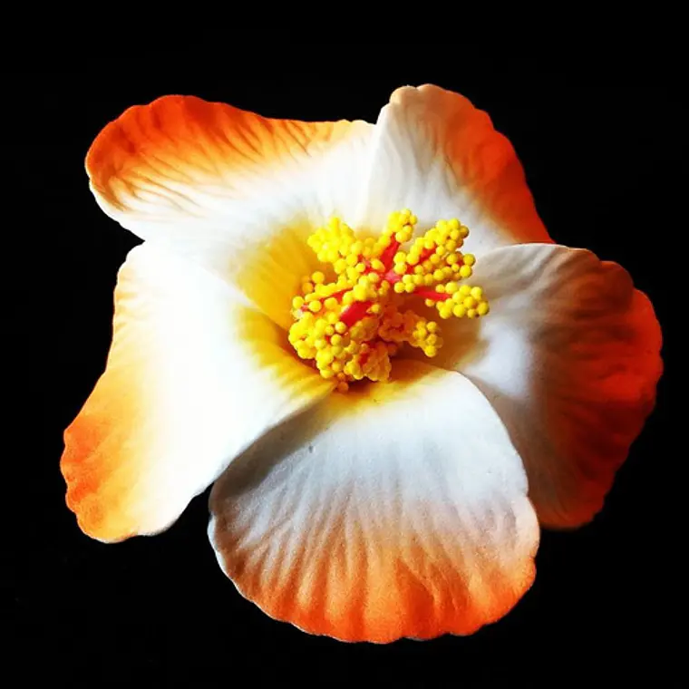 Flores Polinésicas Hibisco Naranjo con Blanco con Pinza  1