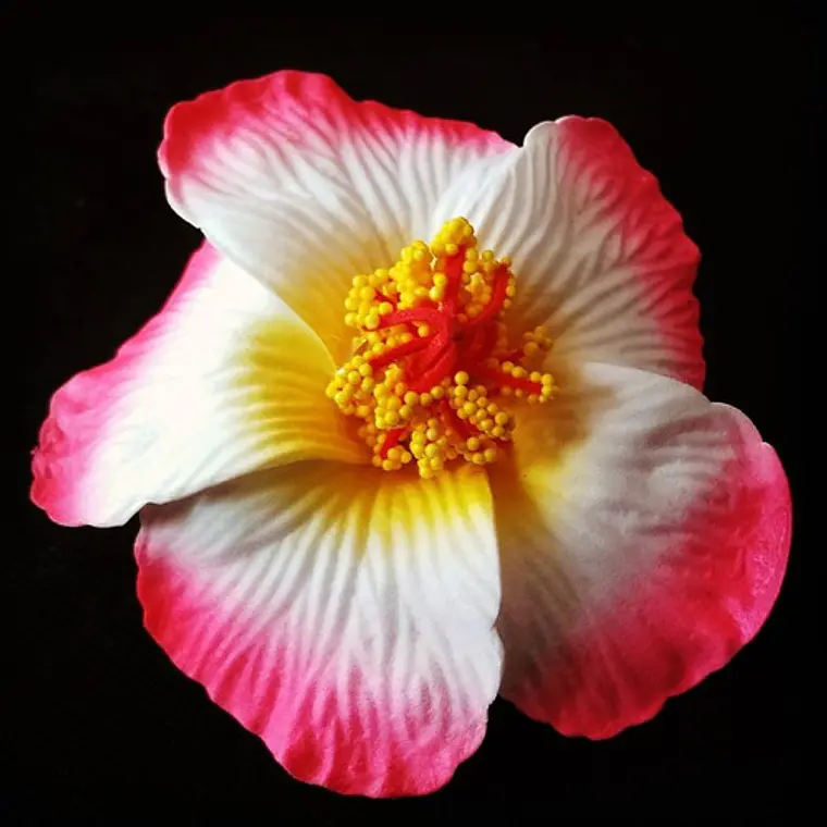 Flores Polinesicas Hibisco Rosado Con Blanco Con Pinza 2