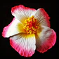 Flores Polinesicas Hibisco Rosado Con Blanco Con Pinza - thumbnail 2