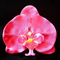 Flores Polinesicas Orquidea fucsia Con Pinza - thumbnail 3