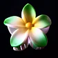 Flor Frangipani Verde Tipo Tiburon para el cabello - thumbnail 4