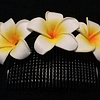 Flores Polinesicas Frangipani Peine