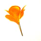 Frangipani Plumeria Para El Cabello Color Coral Claro con palito - thumbnail 3