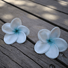 Frangipani Plumeria Para El Cabello Color Blanco Con Azul con palito