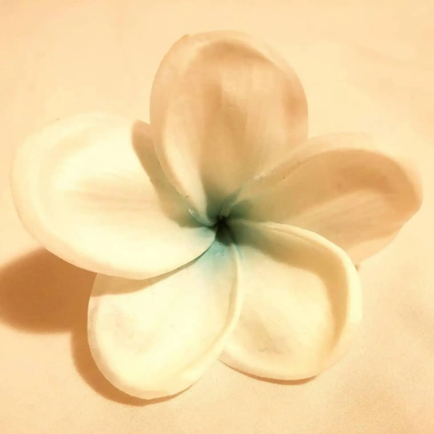 Frangipani Plumeria Para El Cabello Color Blanco Con Azul con palito 3