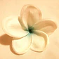 Frangipani Plumeria Para El Cabello Color Blanco Con Azul con palito - thumbnail 3