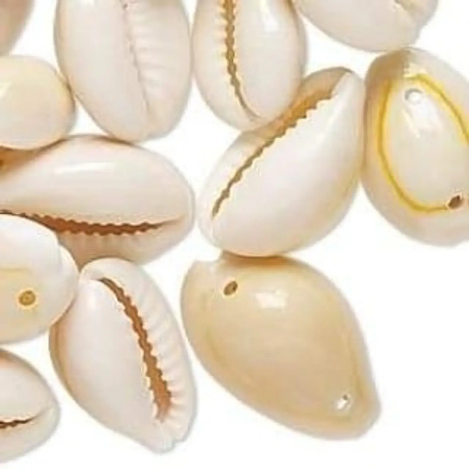 Bolsa De 50 Unidades Conchitas Cauri / Pure blanco 2