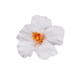 Flor Hibisco blanco con pinza para el cabello