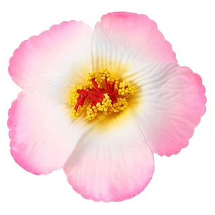 Hibisco Blanco Con Fuscia Con Pinza Para El Cabello