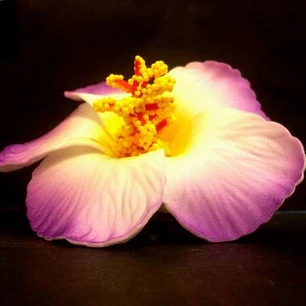 Flor Hibisco Blanco Con Lila Con Pinza Para El Cabello