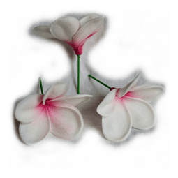 Flor con pinza para el Cabello Frangipanie Blanco Con Rosado