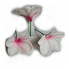 Flor con pinza para el Cabello Frangipanie Blanco Con Rosado
