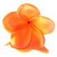 Flor Frangipanie Tipanie con pinche para el cabello Coral con fucsia - Miniatura 2