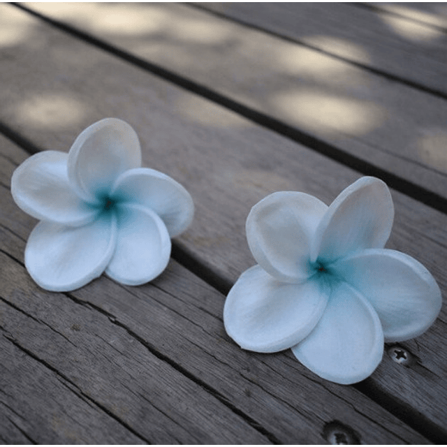 Pinche Flor Frangipanie Tipanie Blanco Con Azul Con Textura Natural para el cabello