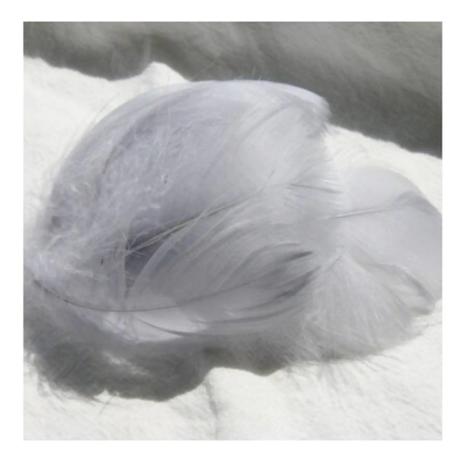 Plumas De Color Gris Claro app 100 Un Entre 4 Y 8cm 1