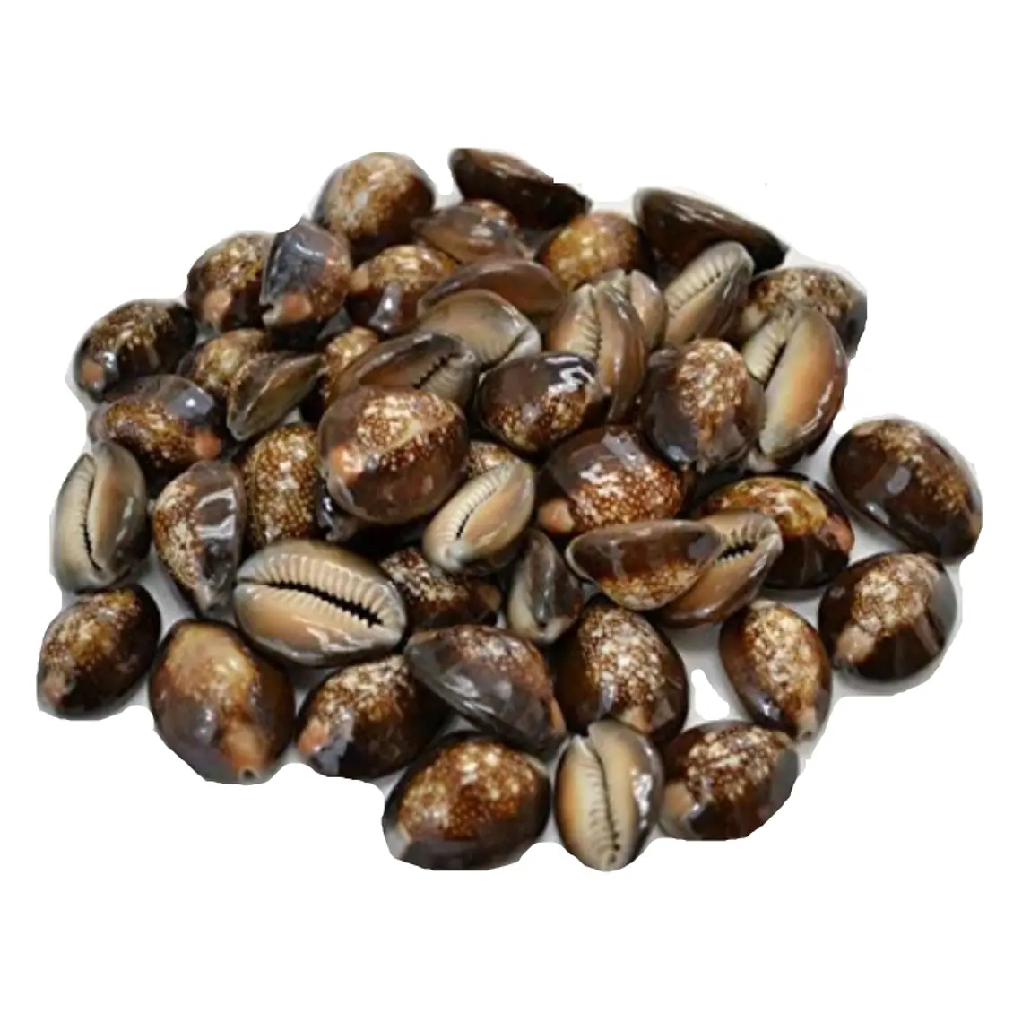 Bolsa De 40 Conchitas Pure Cafe Variedad De Tamaños 1