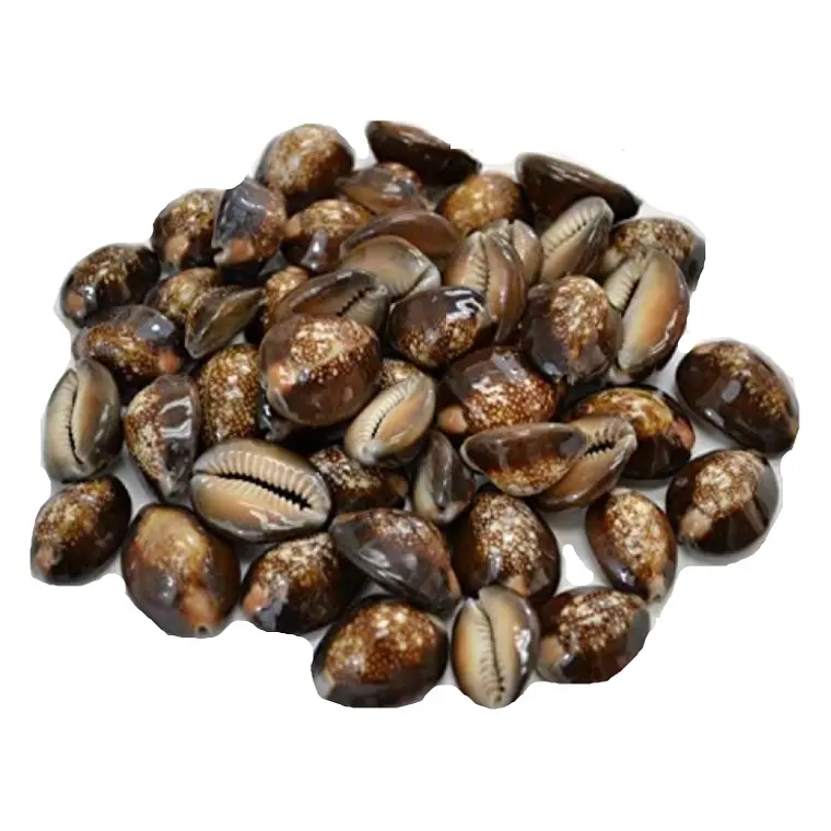 Bolsa De 40 Conchitas Pure Cafe Variedad De Tamaños 1