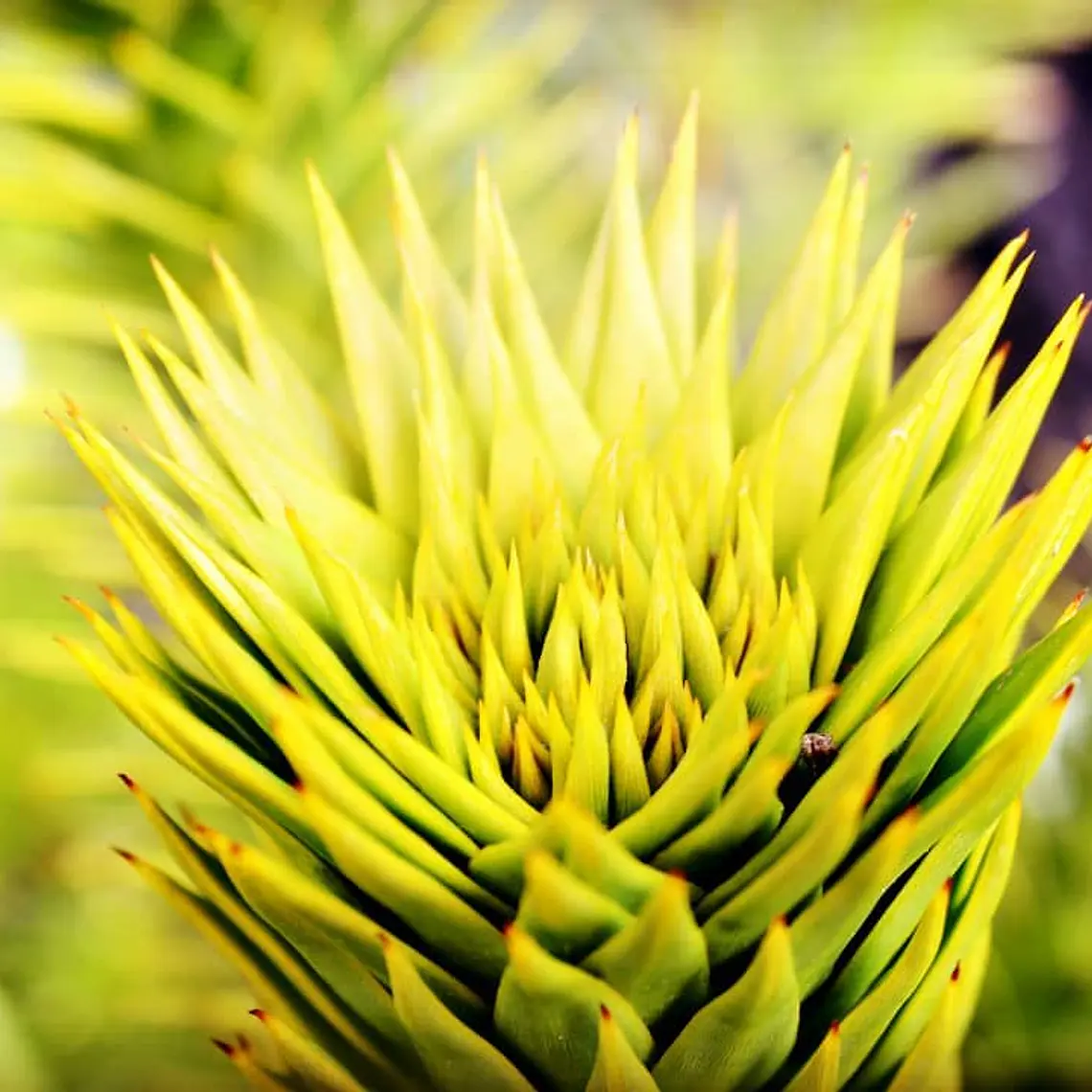 CAFÉ DE PIÑON 100 gramos 7