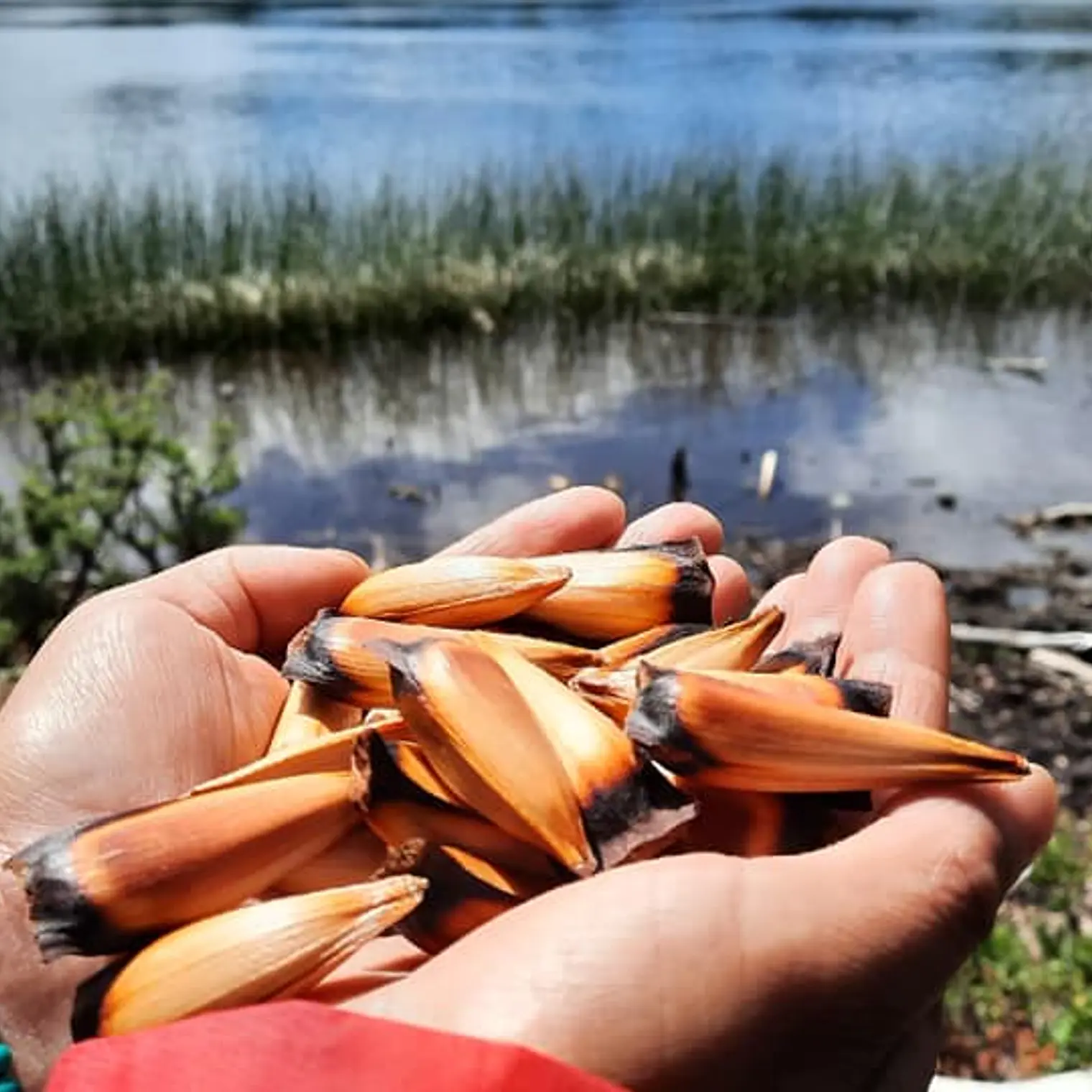 PIÑONES EN VINAGRE Y SAL 100 gramos 6