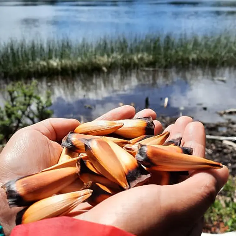 PIÑONES EN VINAGRE Y SAL 100 gramos 6