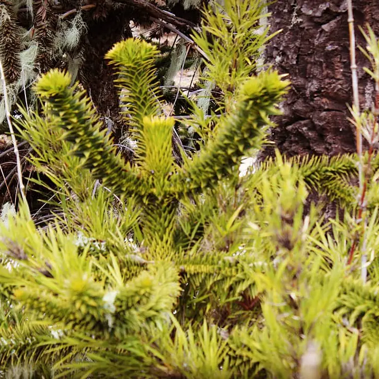PIÑONES EN VINAGRE Y SAL 100 gramos 9